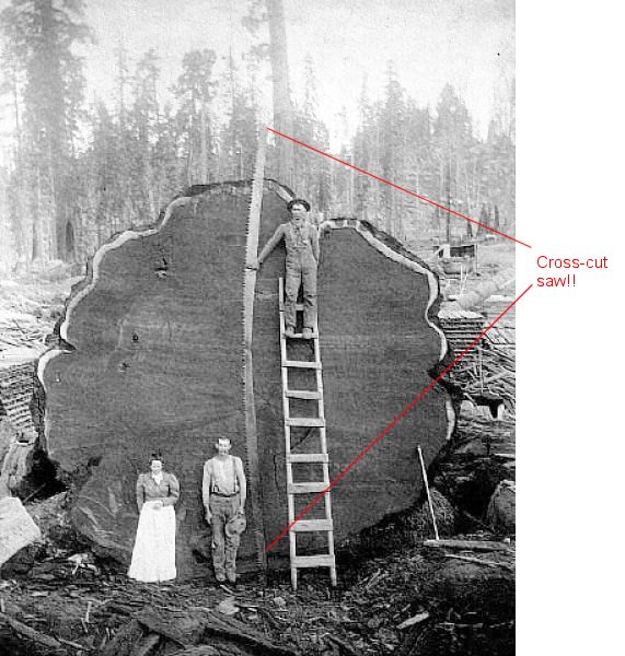 [when-trees-were-huge21.jpg]